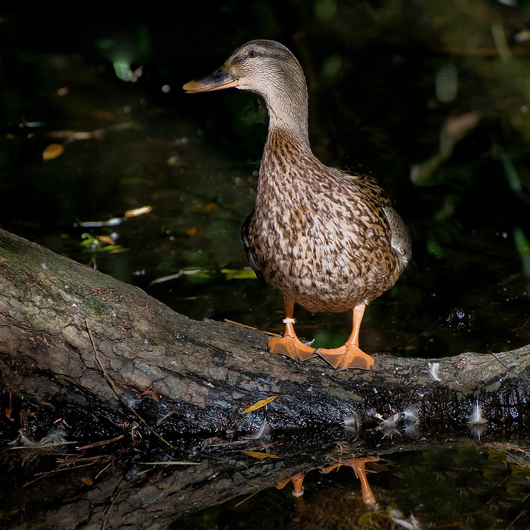 Tiere Geldern Straßenmaler D35_9791 als Smart-Objekt-1 Kopie.jpg - Dies Ente saß schon am Vorabend auf ihrem Stammplatz. Da hatte ich aber nicht das richtige Objektiv dabei. Aber heute war ich darauf vorbereitet, und tatsächlich genau wie am Vorabend saß sie dort am See.